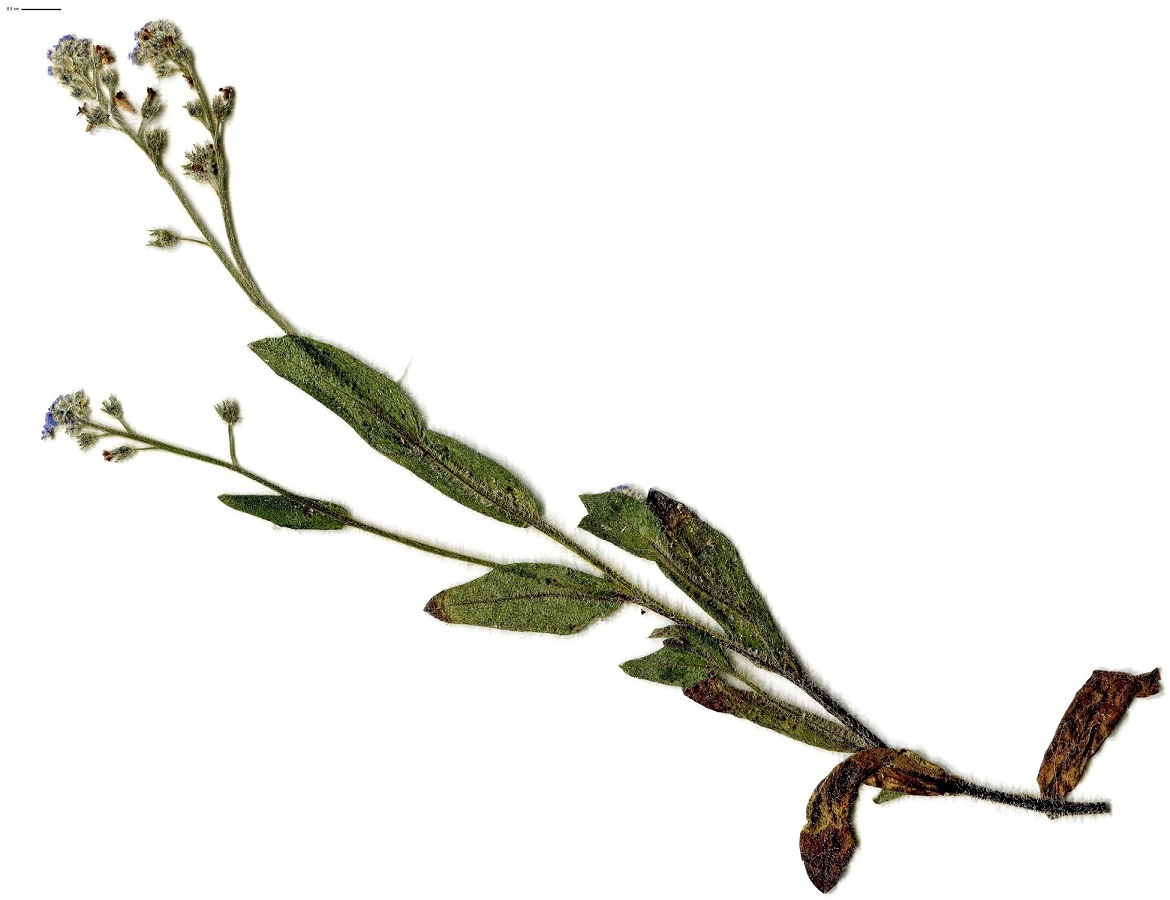 Myosotis ramosissima subsp. ramosissima (Boraginaceae)
